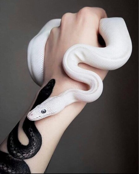 Королевский питон леуцист