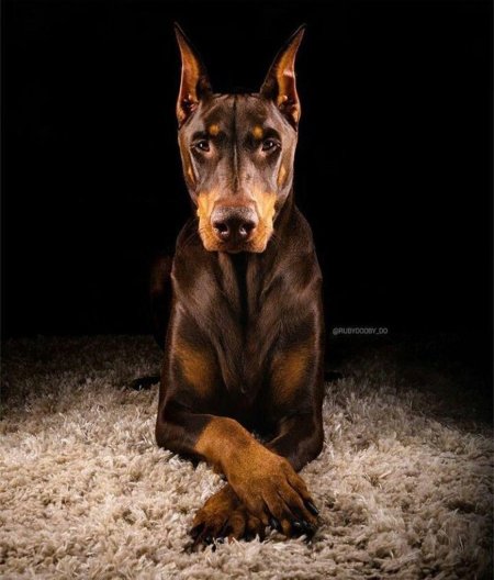Собака доберман