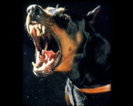 Доберман оскал