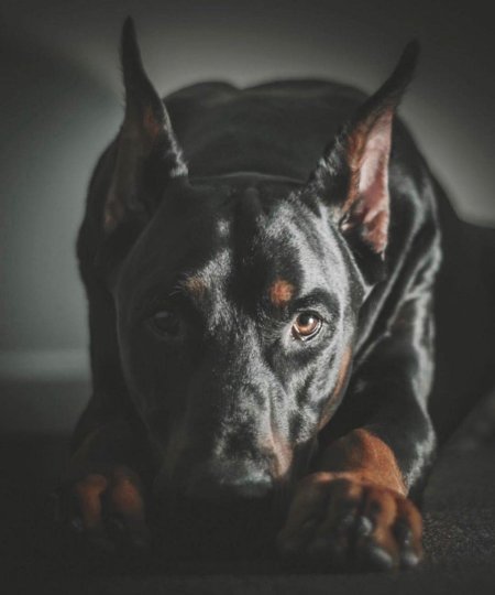 Доберман красивый