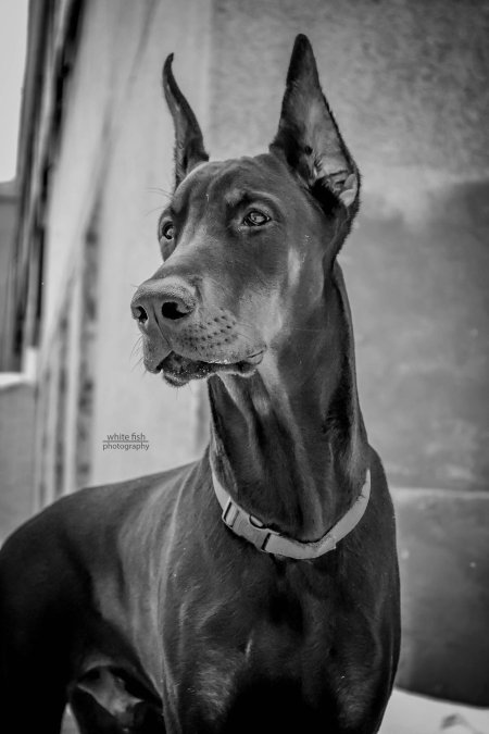 Собака доберман