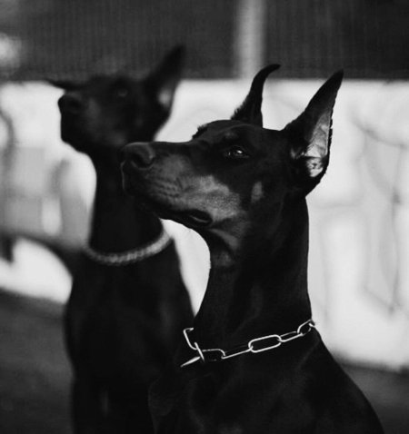 Доберман пинчер эстетика