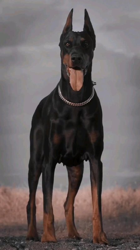Doberman pinscher