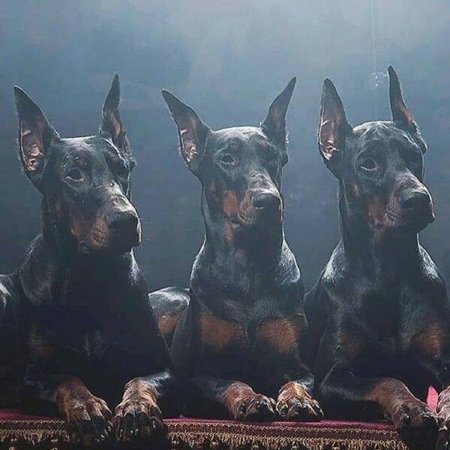 Собака порода доберман