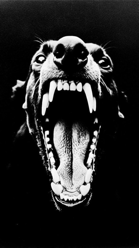 Злой доберман