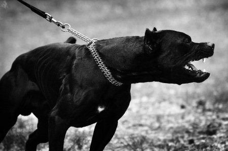 Стаффордширский терьер черный