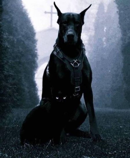 Доберман злой