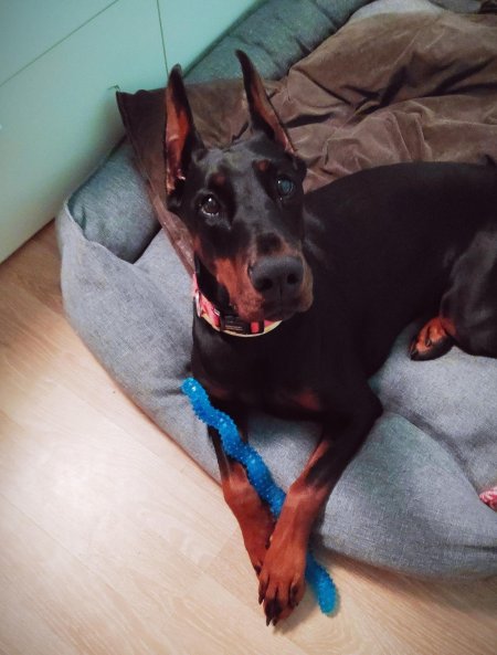 Доберман квартирный