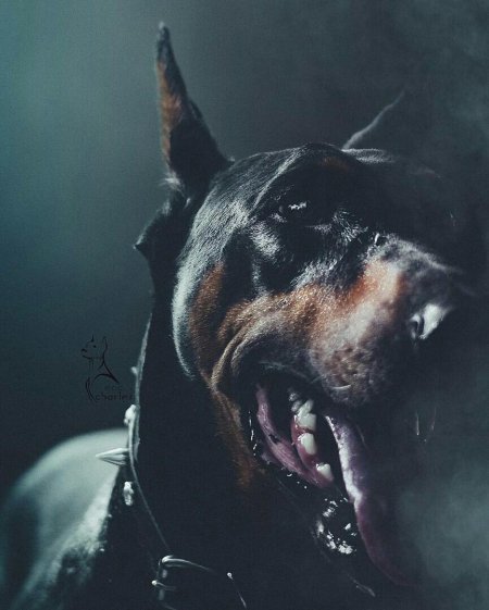 Доберман злой