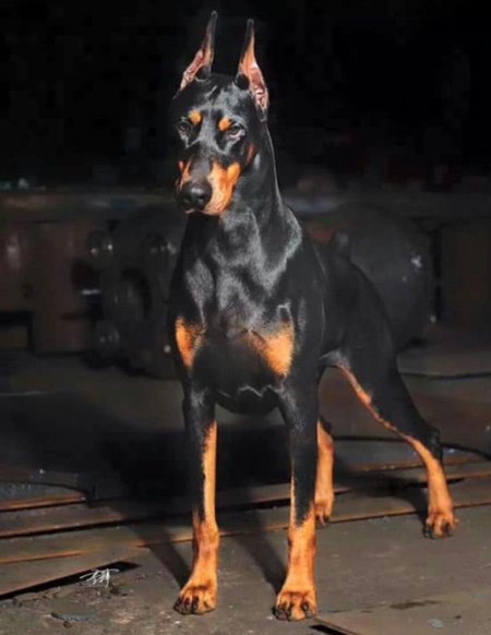 Доберман гончая