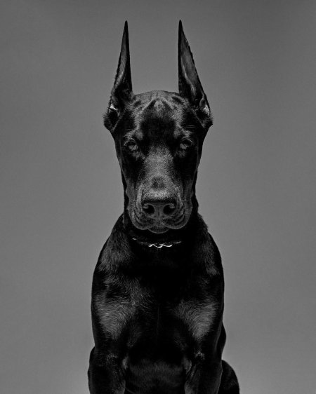 Доберман на черном фоне