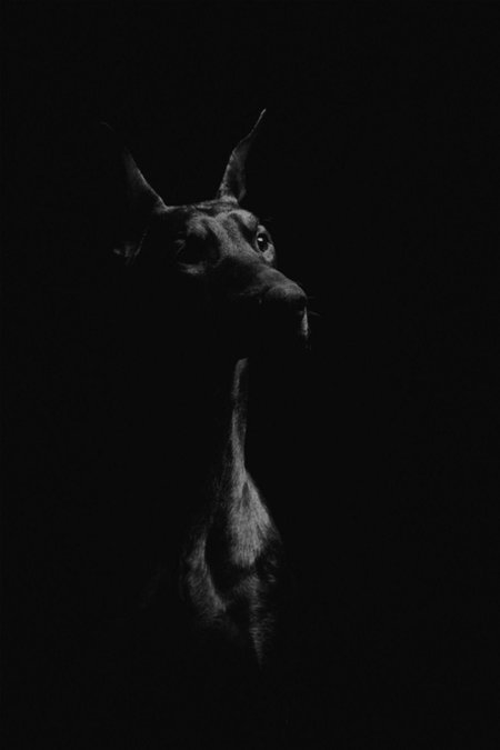 Доберман черно белый