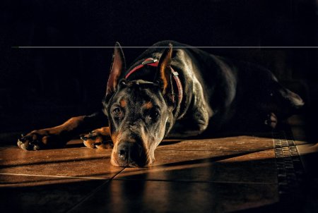 Доберман эстетика