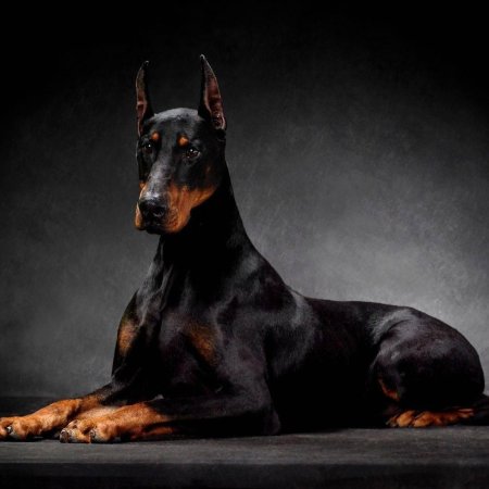 Собака доберман