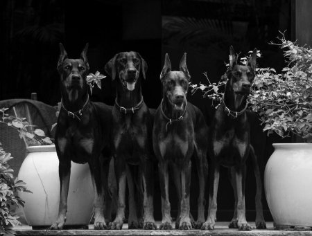 Белые доберманы