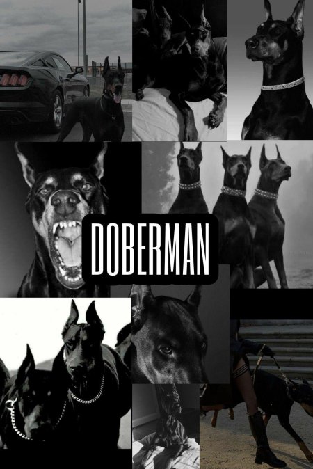 Доберман эстетика