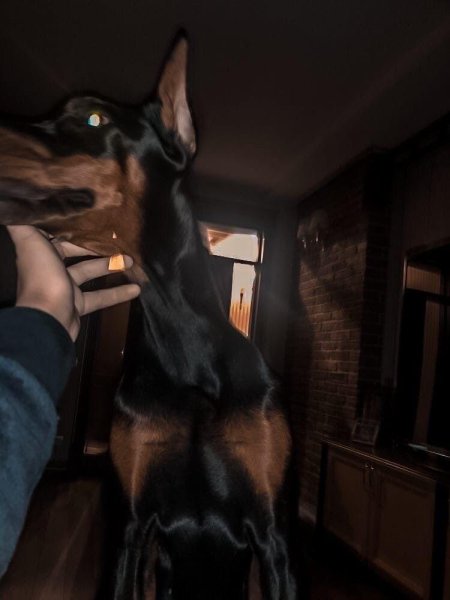 Грозный доберман