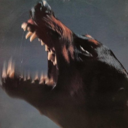 Собака доберман злой