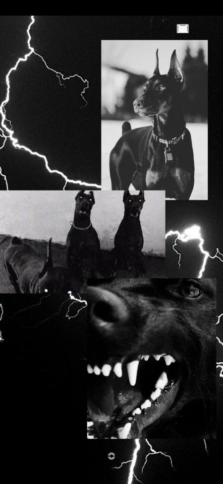 Доберман эстетика