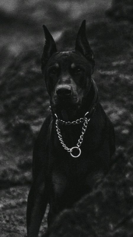 Черный доберман