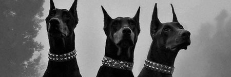 Доберман черный