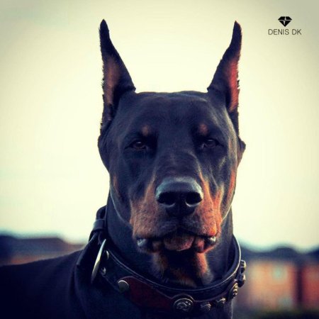 Доберман собака