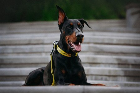 Доберман собака