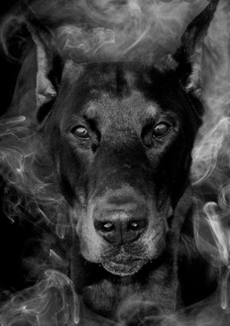 Доберман на черном фоне