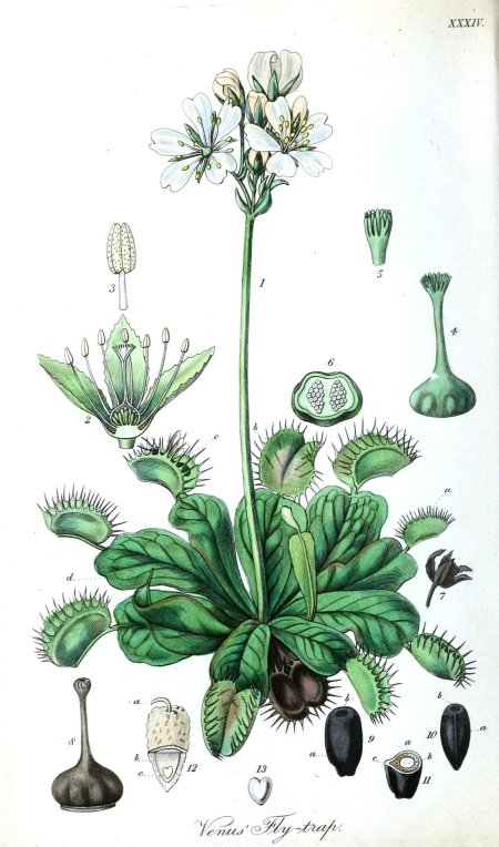 Venus flytrap ботаническая иллюстрация