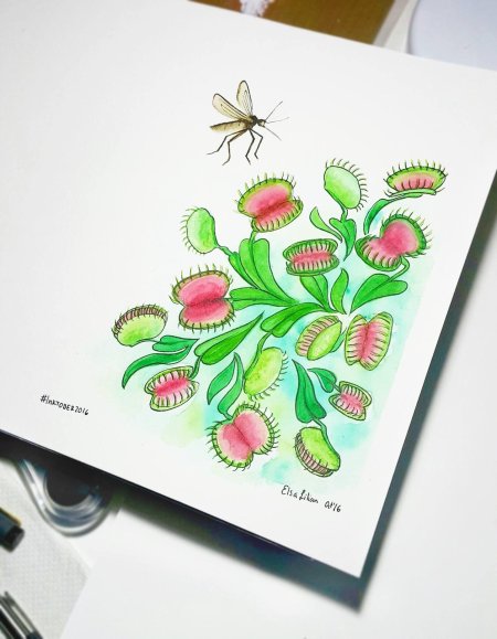 Венерина мухоловка акварель