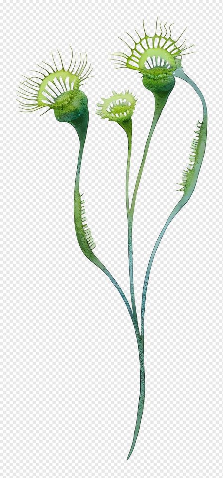 Мухоловка растение рисунок