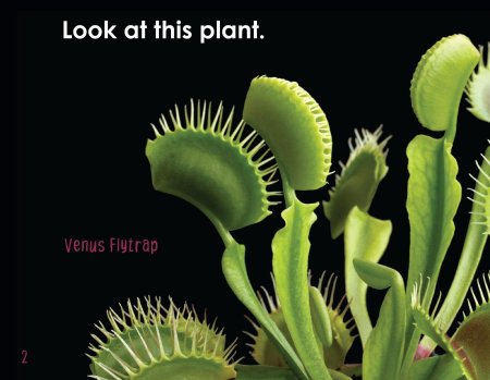 Растение хищник венерина мухоловка