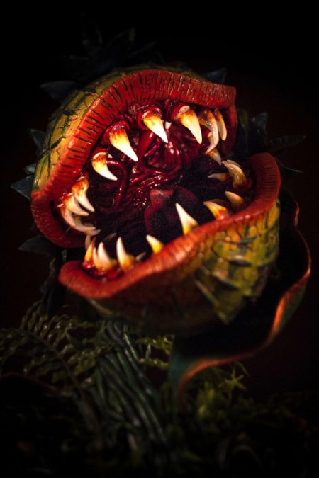 Венерина мухоловка дракула