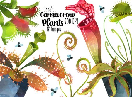 Венерина мухоловка хищные растения