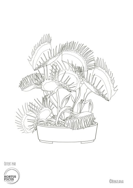 Венерина мухоловка для срисовки