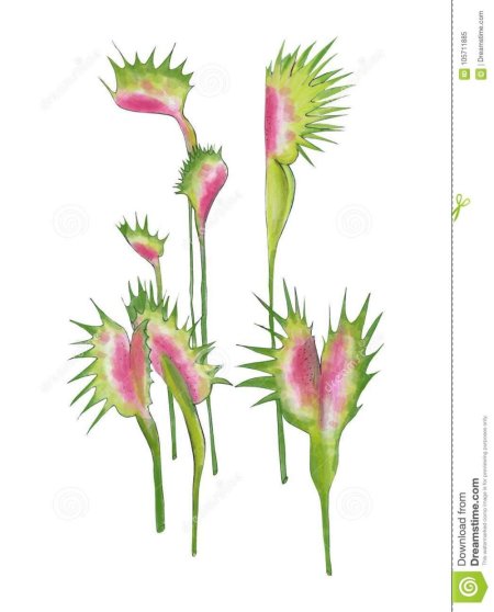 Цветок венерина мухоловка