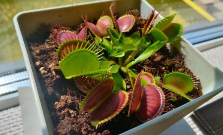 Венерина мухоловка