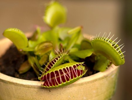 Венерина мухоловка