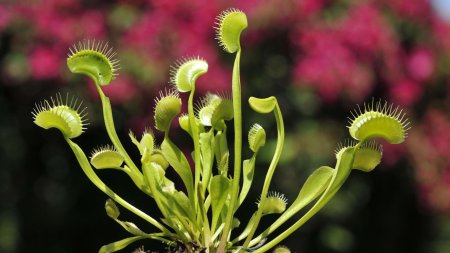 Венерина дионея