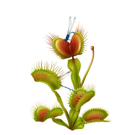 Растение венерина мухоловка