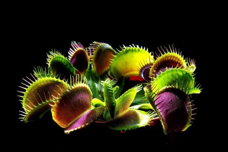 Венерина мухоловка