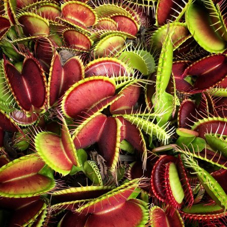 Венерина мухоловка