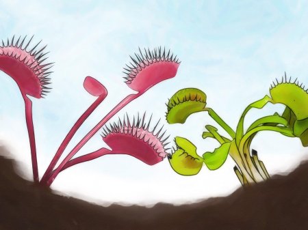 Венерина мухоловка цветок