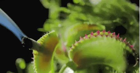 Дионея венерина мухоловка