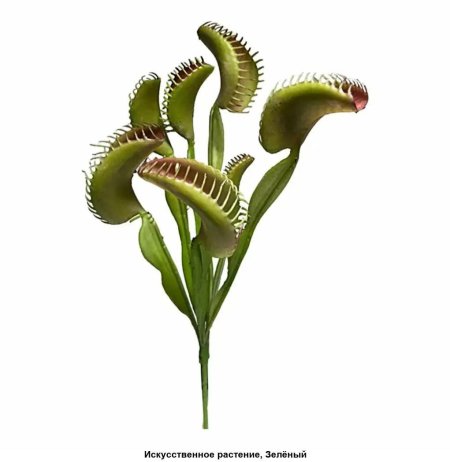 Венерина мухоловка проект по биологии