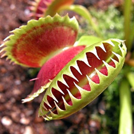 Венерина мухоловка хищные растения