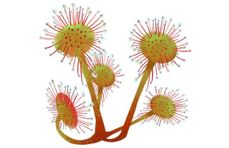 Растение росянка круглолистная