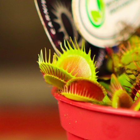 Растение венерина мухоловка