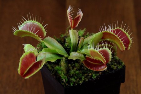 Джайнт венерина мухоловка