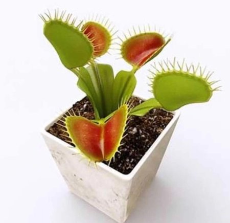 Дионея мухоловка